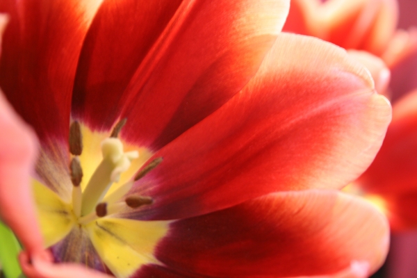 Rote Tulpe von 