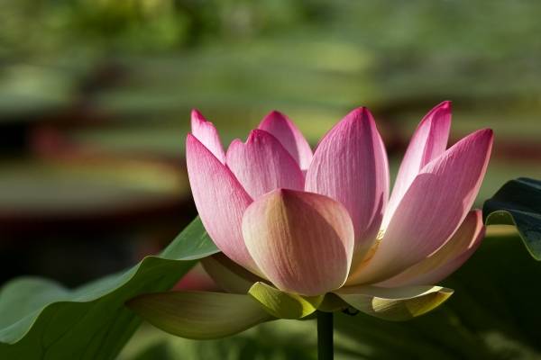 Lotus-Blüte von 