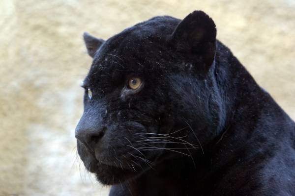 schwarzer Panther von 