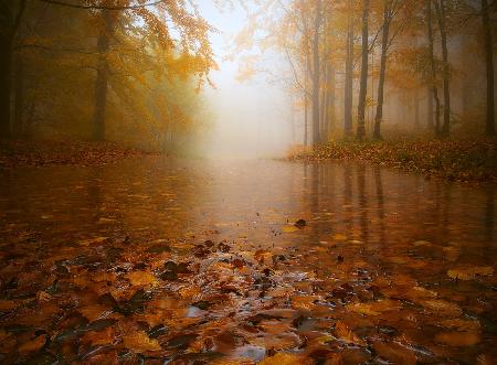 HERBSTÜBERSCHWEMMUNG