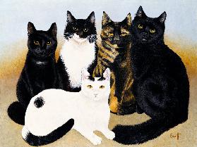 Miss Cox''s Cats 