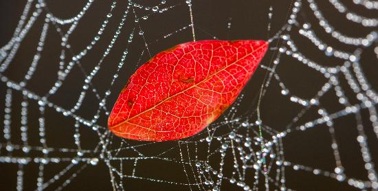 Blatt im Spinnennetz von Patrick Pleul