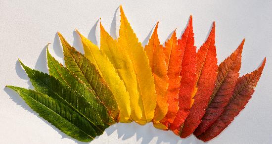 Farbige Herbstblätter von Patrick Pleul