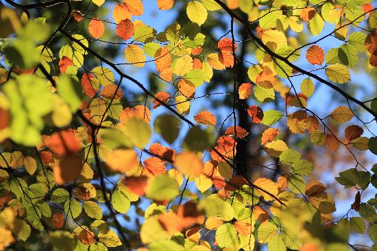 Herbst im Schlaubetal von Patrick Pleul