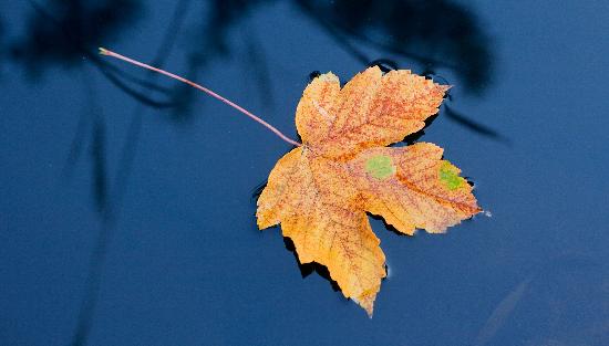 Herbstblatt im Wasser von Patrick Pleul