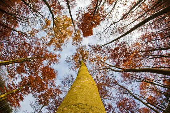 Herbstwald in Brandenburg von Patrick Pleul
