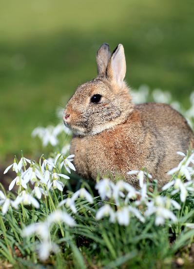 Kaninchen zwischen Schneeglöckchen von Patrick Pleul
