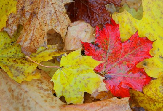 Nasses Herbstlaub von Patrick Pleul