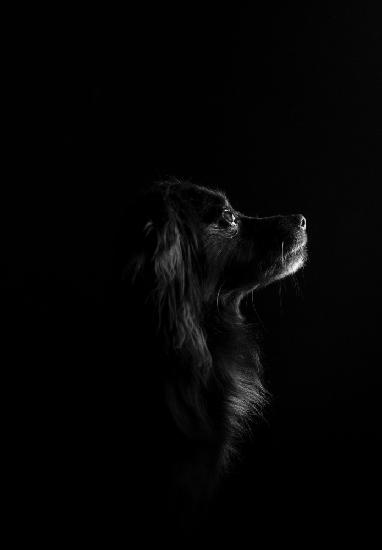 schwarzer Hund