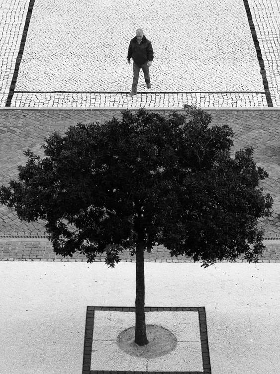 Two Silver Trees von Paulo Abrantes