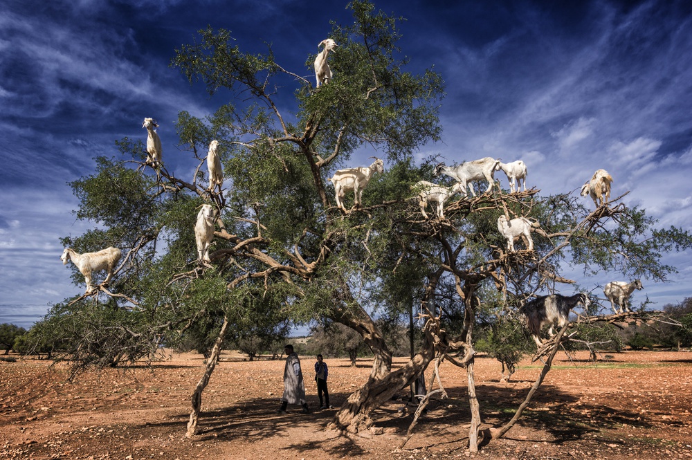 Ziegen auf dem Arganbaum von Pavol Stranak