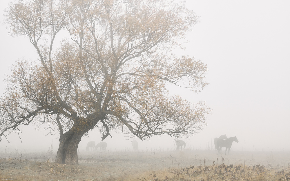 Verloren im Nebel von Pawel Kado