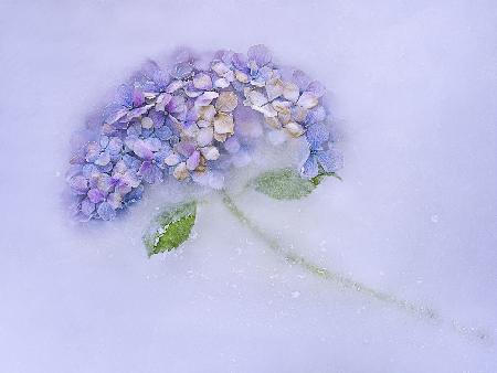 Hidrangen-Blume im Eis.