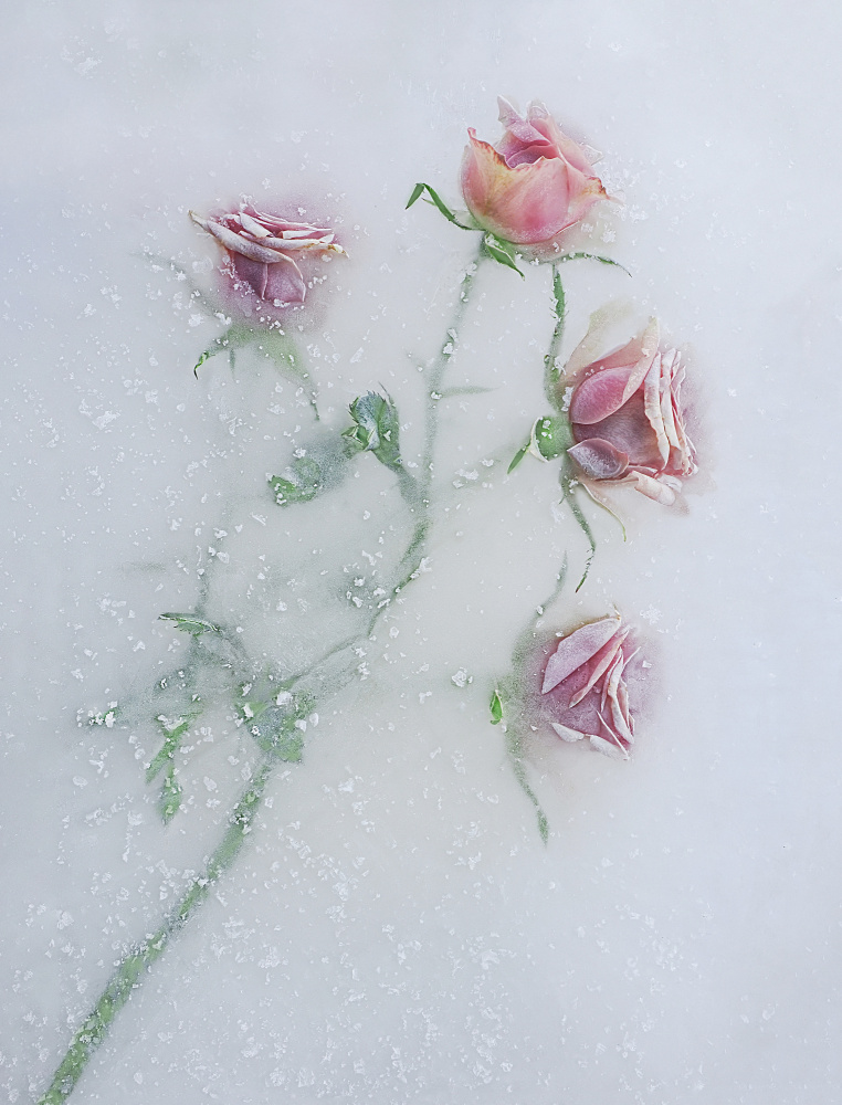 Rosen im Eis. von Pedro Uranga