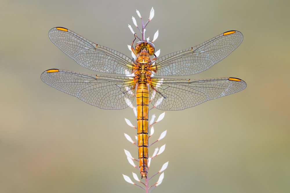 Dragonfly von Petar Sabol