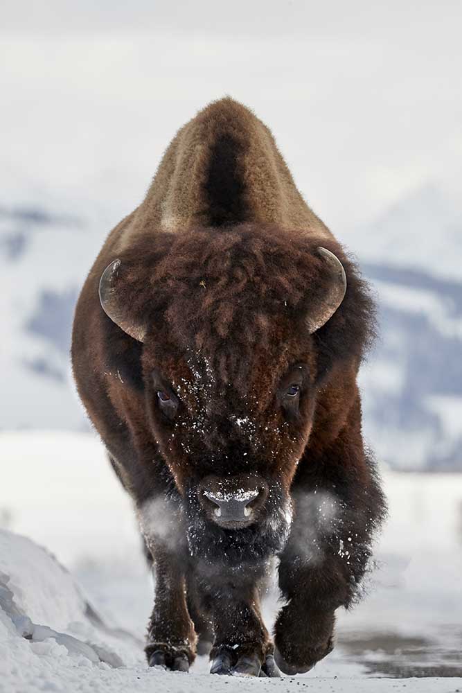 Bison Incoming von Peter Hudson