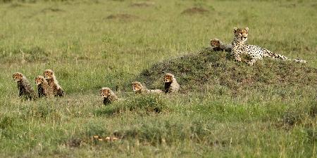 Gepard mit 7 Jungen!