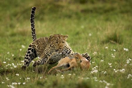 Leoparden-Überraschung