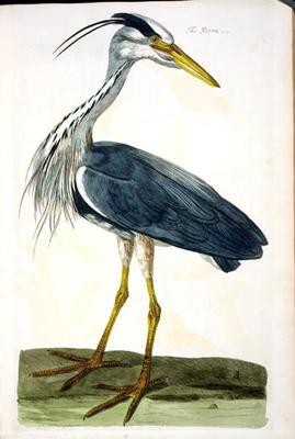 The Heron (Ardea cinerea) plate from 'The British Zoology, Class II: Birds', engraved by Peter Mazel 15th