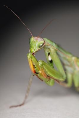 Gottesanbeterin, Mantis religiosa von Peter Wienerroither