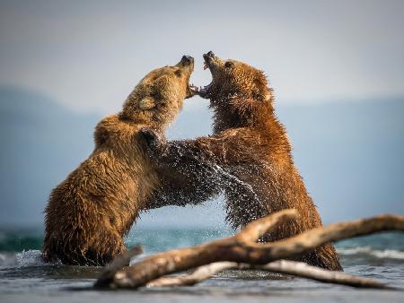 Der Kamtschatka-Braunbär,Ursus arctos