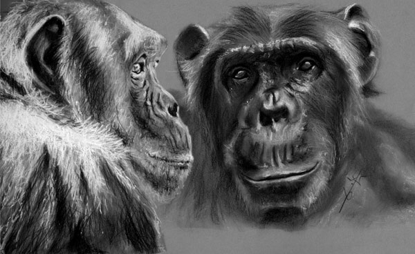 2 Chimpanzés de profil et face von Philippe Flohic