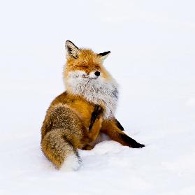 Winterfuchs