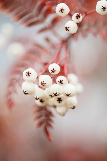 Beeren auf einem Zweig