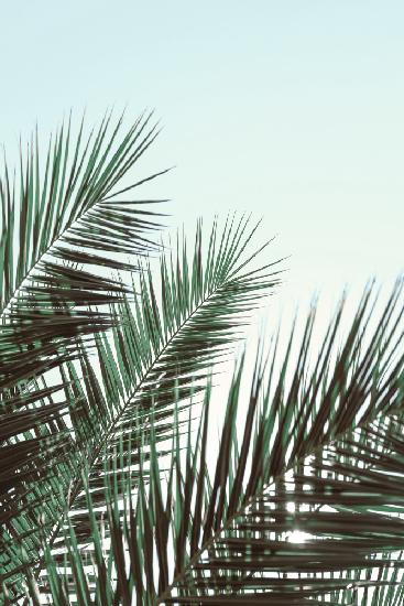 Palmblätter,sky_1