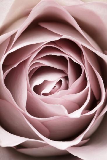 Rosa Rose Nr. 04
