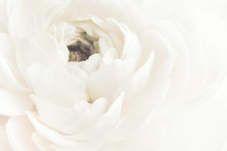 Weiße Blume 02