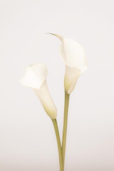 Weiße Calla-Lilie Nr. 1