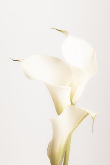 Weiße Calla-Lilie Nr. 3