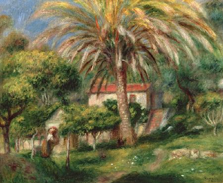 Palm Trees 1902