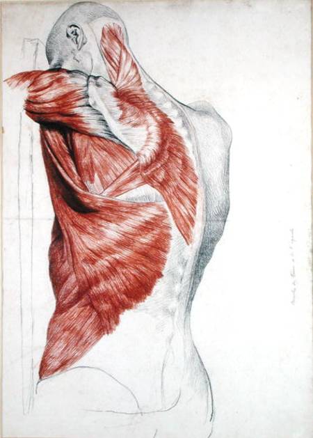 Human Anatomy; Muscles of the Torso and Shoulder (pencil & red chalk on paper) von Pierre Jean David d'Angers