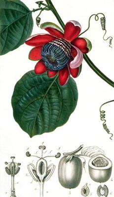 A Passion Flower from Lecons de Flore von Pierre Jean François Turpin
