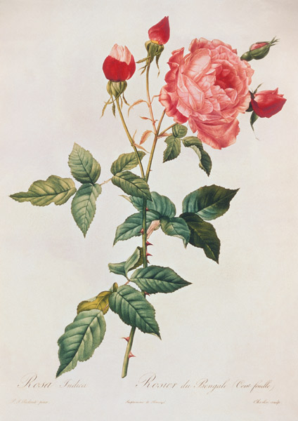Rosa Indica von Pierre Joseph Redouté
