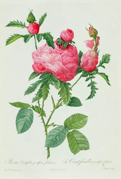 Rosa Centifolia Prolifera Foliacea von Pierre Joseph Redouté