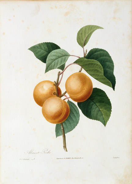 Apricot / Pierre Joseph Redouté von Pierre Joseph Redouté