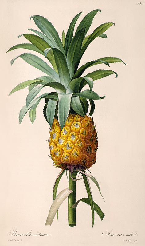 Bromelia Ananas, from 'Les Bromeliacees' von Pierre Joseph Redouté