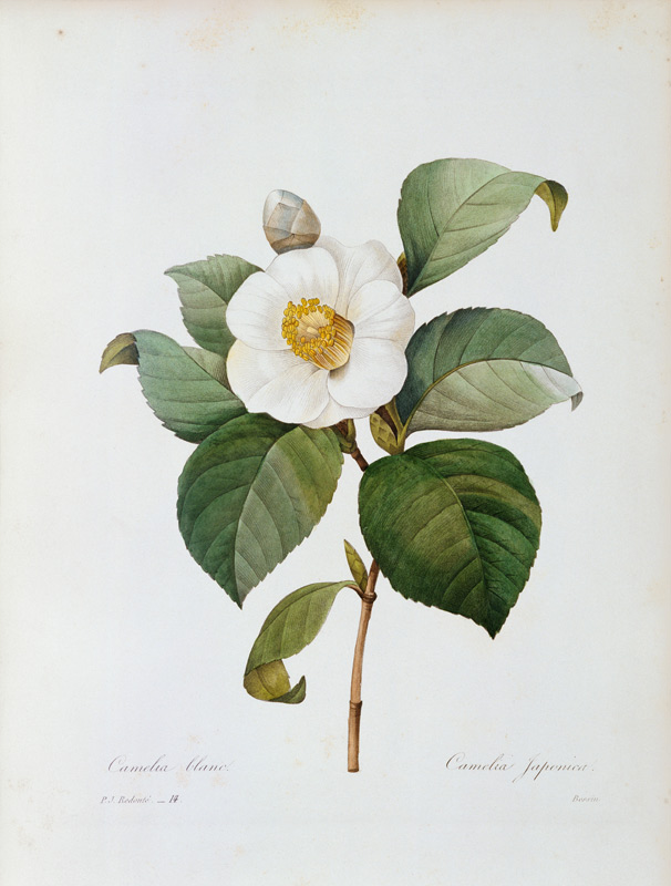 Camellia / Redouté von Pierre Joseph Redouté