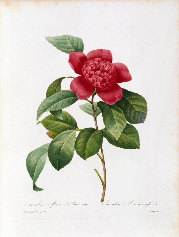 Camellia von Pierre Joseph Redouté