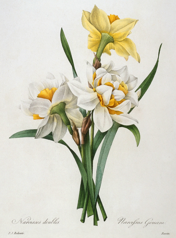 Daffodil von Pierre Joseph Redouté