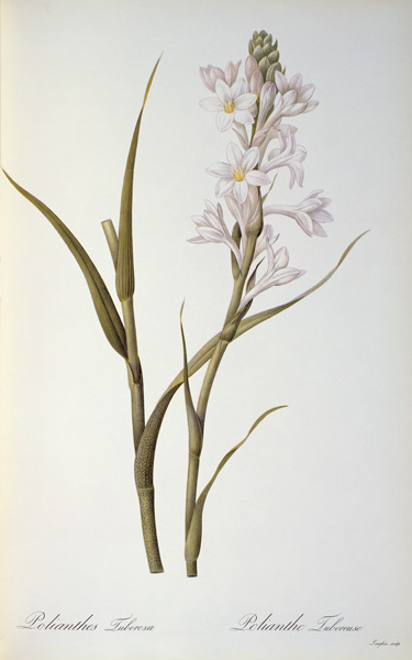 Polianthes Tuberosa, from `Les Liliacees' von Pierre Joseph Redouté