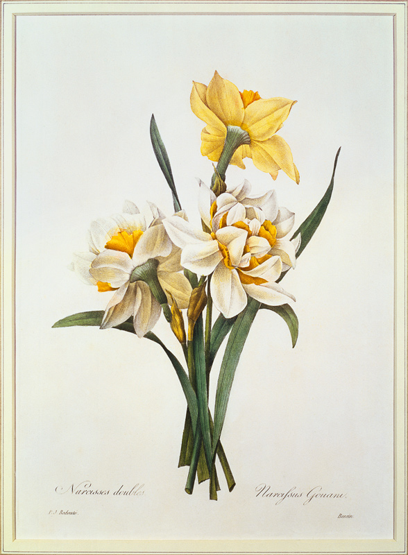 Narcissus gouani (double daffodil), engraved by Bessin, from 'Choix des Plus Belles Fleurs' von Pierre Joseph Redouté