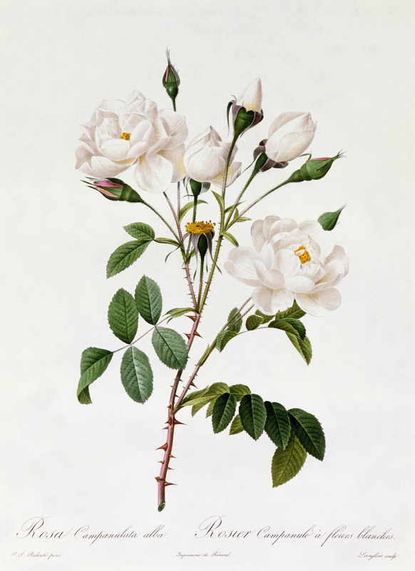 Rosa Campanulata Alba von Pierre Joseph Redouté