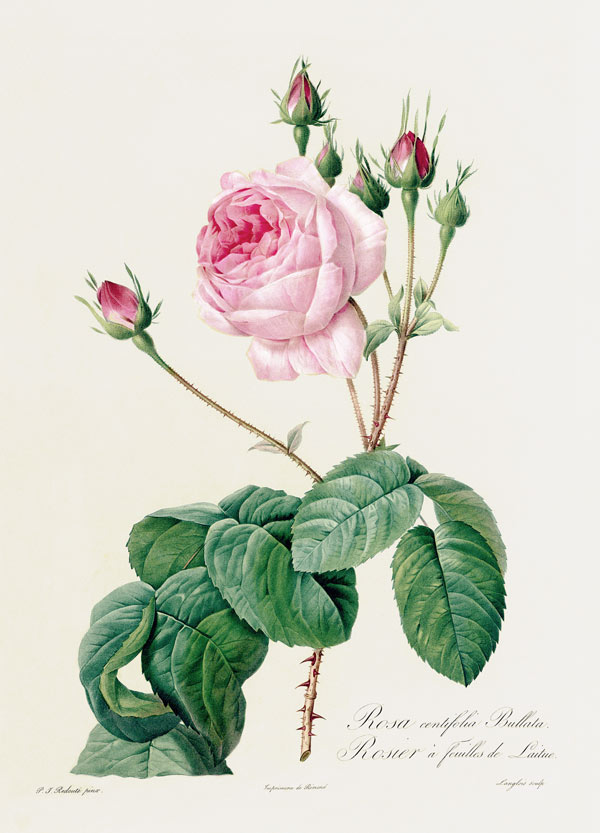 Rosa Centifolia Bullata von Pierre Joseph Redouté