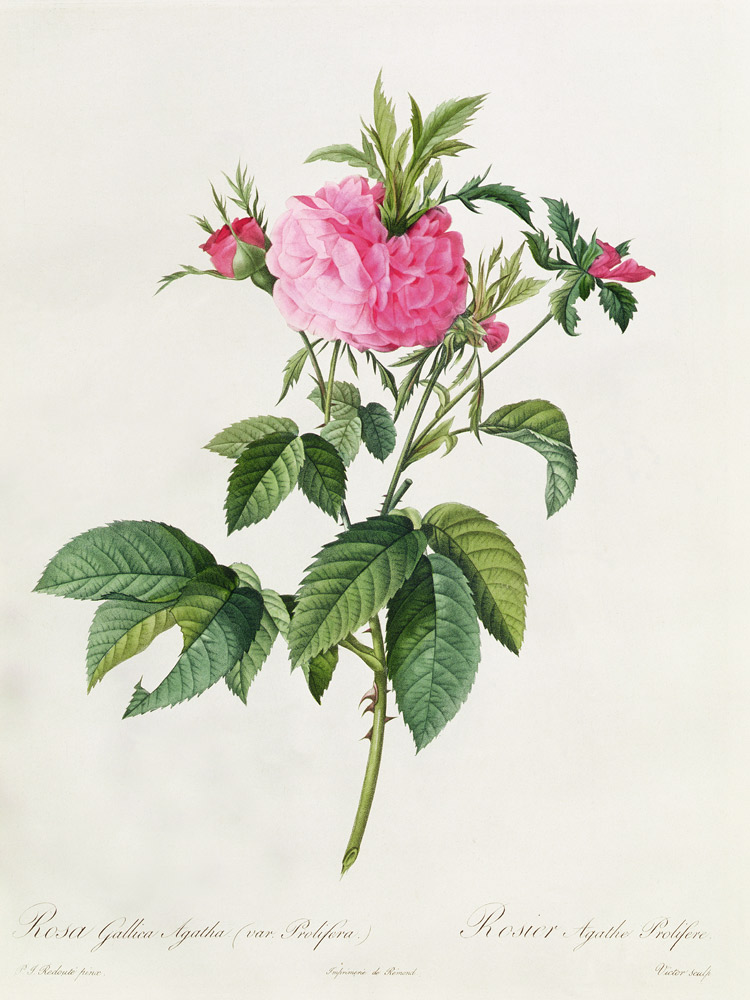 Rosa Gallica Agatha Prolifera von Pierre Joseph Redouté