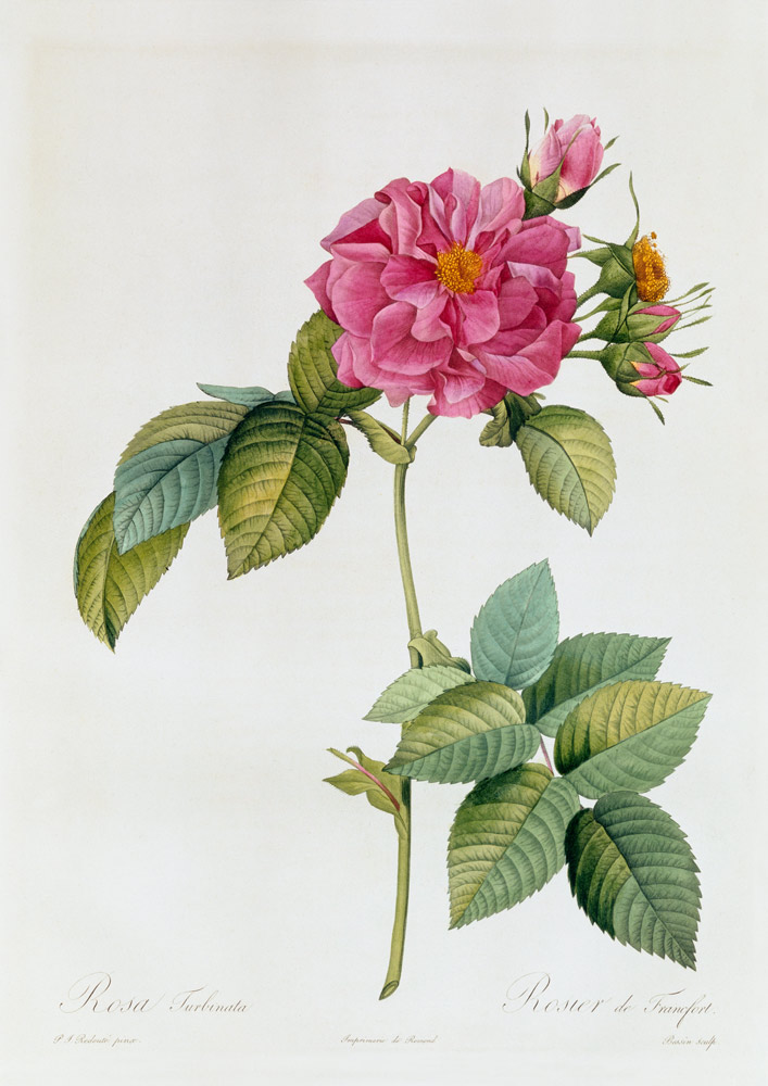 Rosa Turbinata von Pierre Joseph Redouté