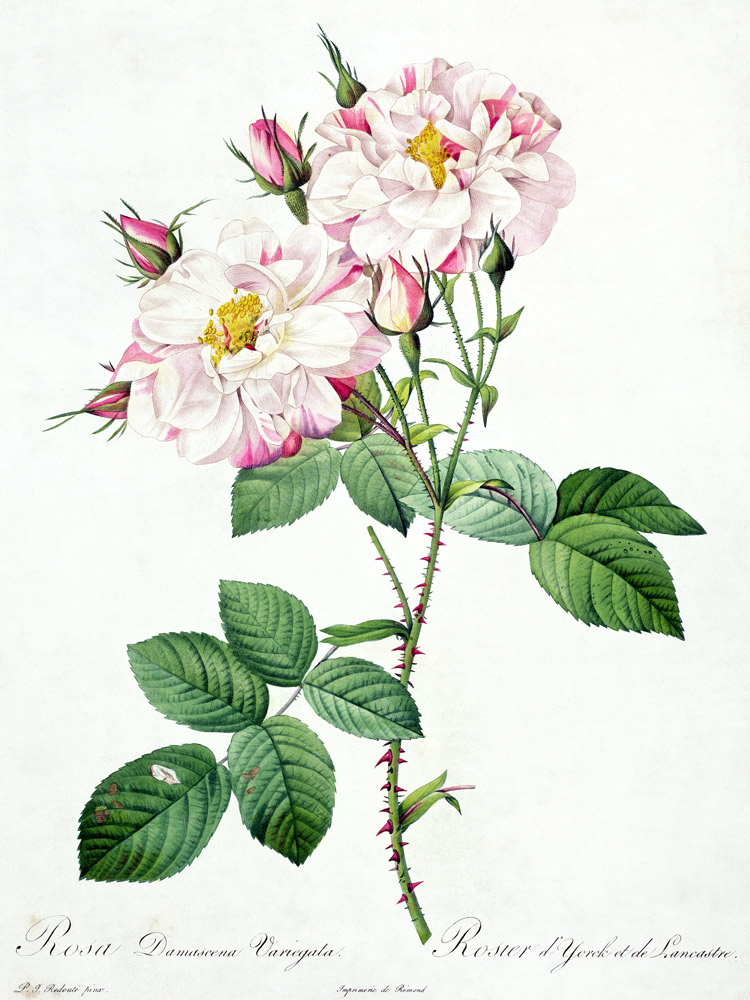 Rosa damascena variegata (York and Lancaster rose), engraved by Bessin, from 'Les Roses' von Pierre Joseph Redouté